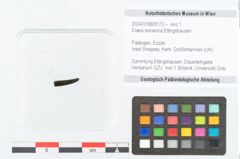 Foto (Objekt + Etikett) von Elaeis eocenica Ettingshausen (NHMW-GEO-2024-0188-9173)